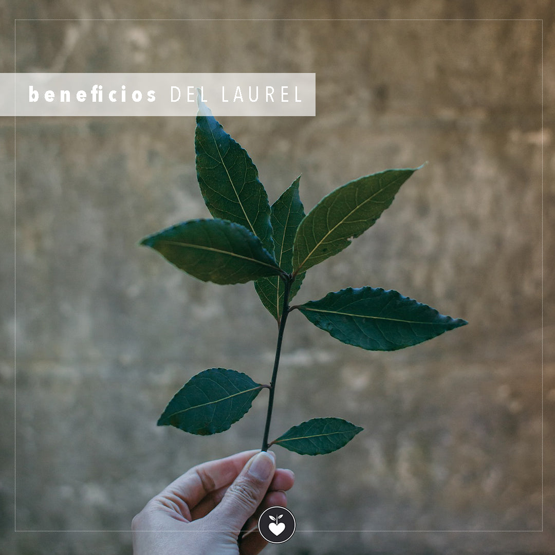 La hoja de laurel como mejor compañera de vida.
