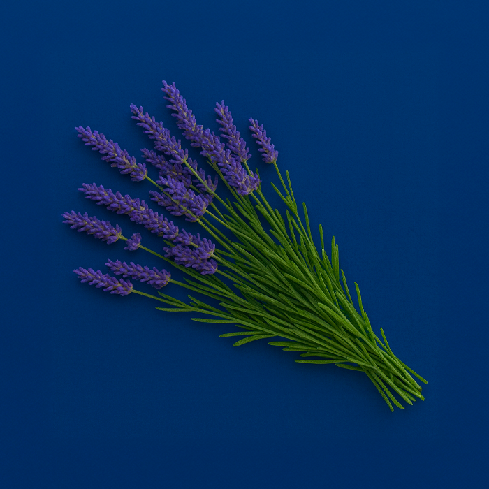 Lavanda